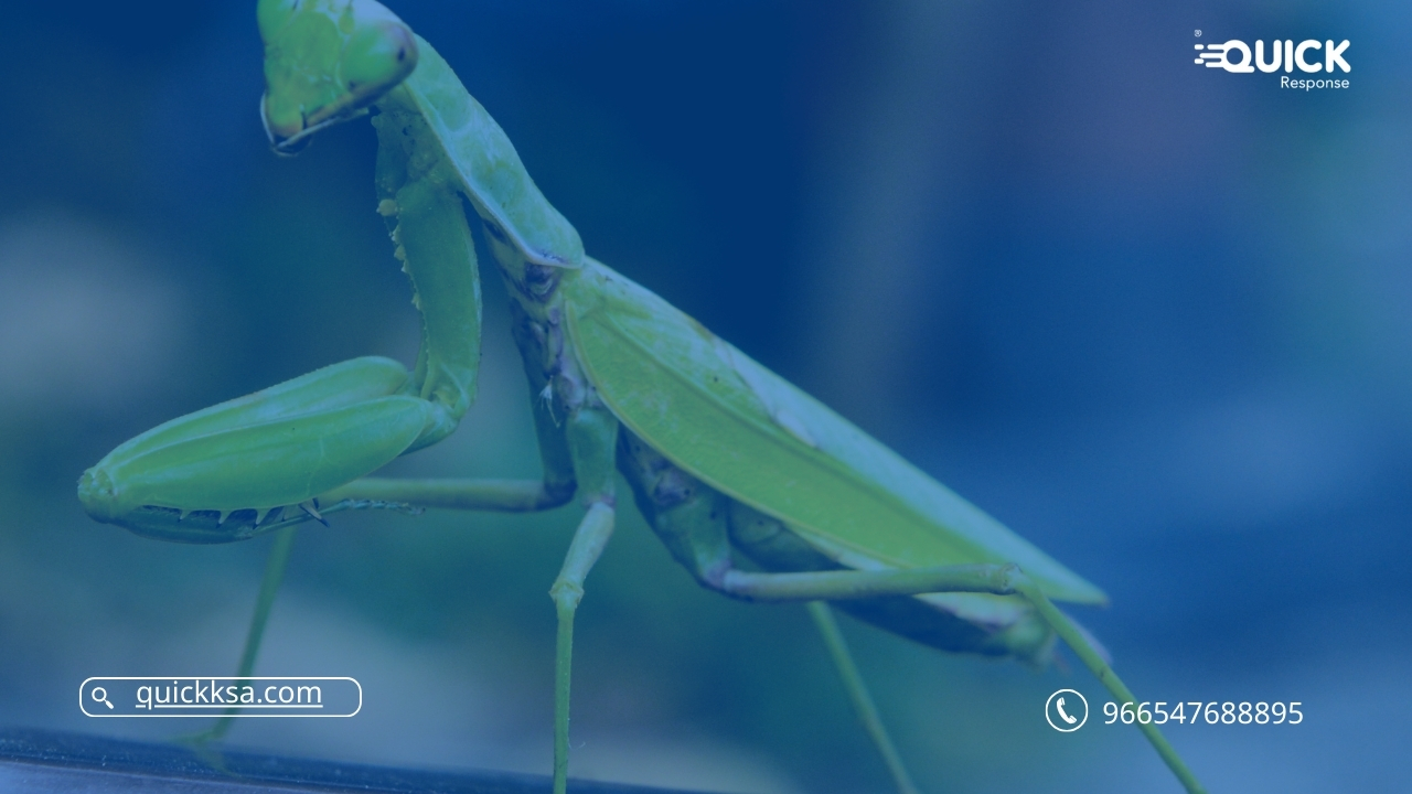 حشرة فرس النبي Praying Mantis