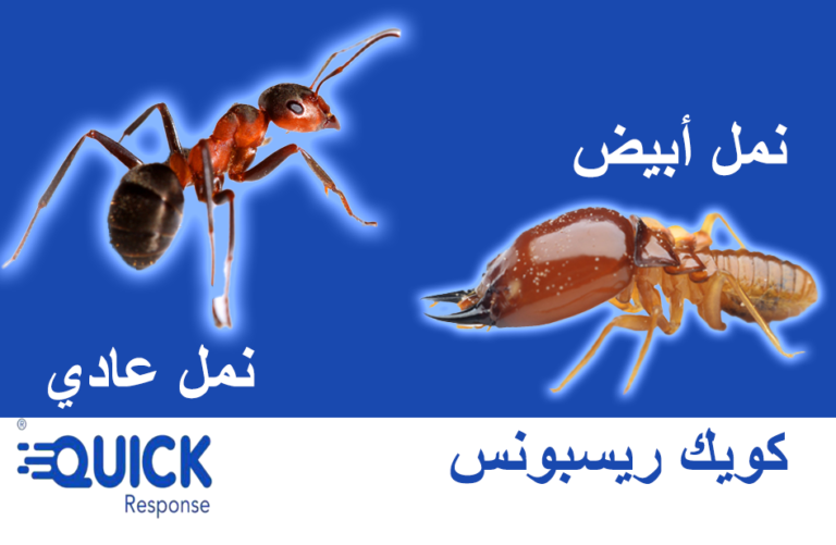مقارنة بين النمل الأبيض والنمل العادي