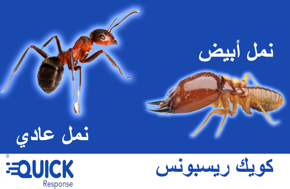 مقارنة بين النمل الأبيض والنمل العادي