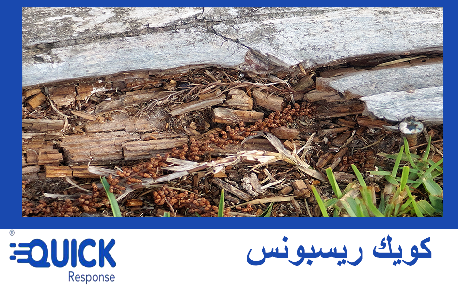 effect of termite on home